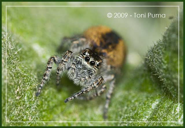 Yllenus vittatus